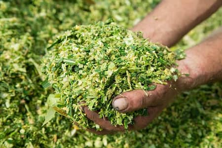 سیلج اعلیٰ معیار : شاہ فارمز سے اعلیٰ معیار کا سائلیج، براہِ راست
