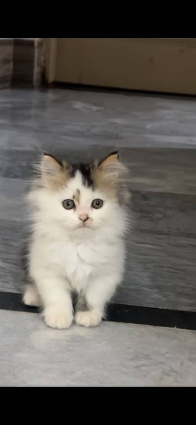Female kitten