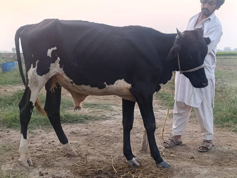 10 مختلف نسلوں کے گائے کے بچھڑے اور 2 صحت مند میلے بکرے فروخت کے لیے 0