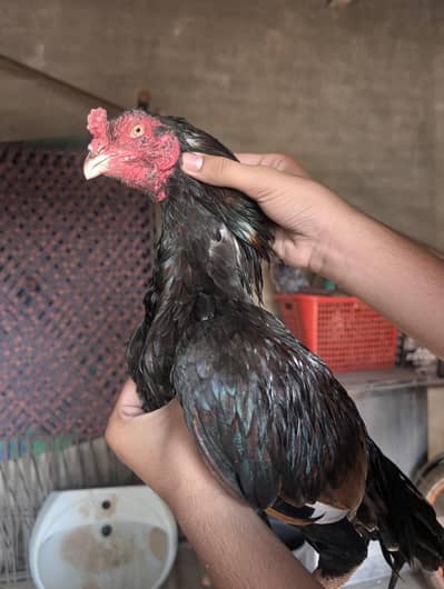Pure Heavy Breed Aseel Mianwali Murga / Healthy Bird