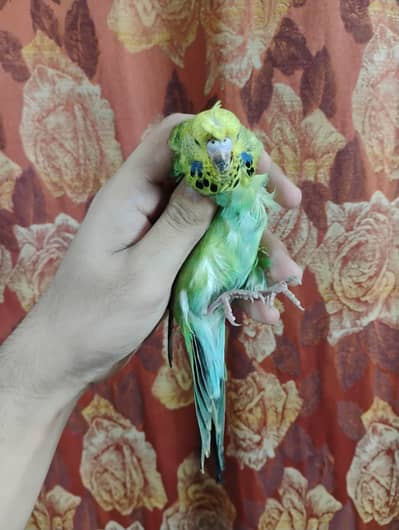 exhibition budgie female pathi