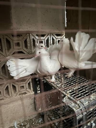 pure white Lucky pigeons