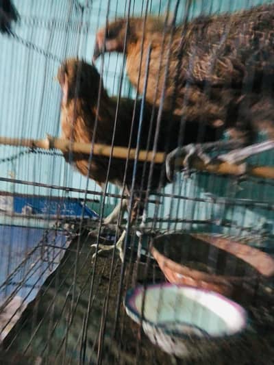 Im selling my hens age 2.5 months healthy and active