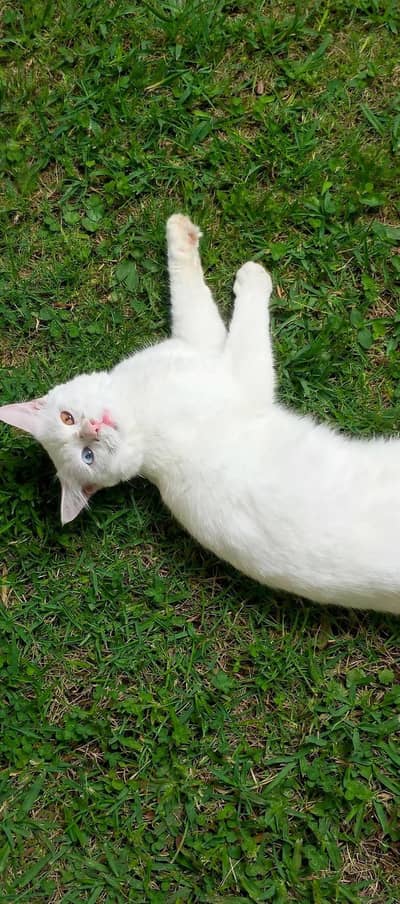 white persion Male odd eyes full active