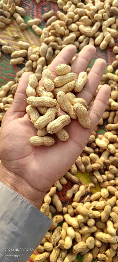 fresh peanut for sale roasted and unroasted