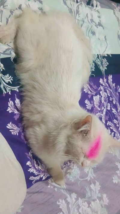 Persian cat