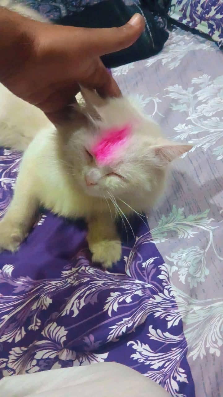 Persian cat 1