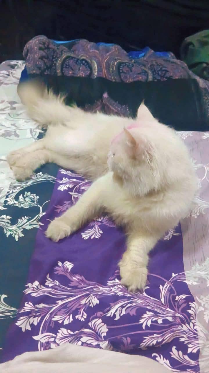 Persian cat 4