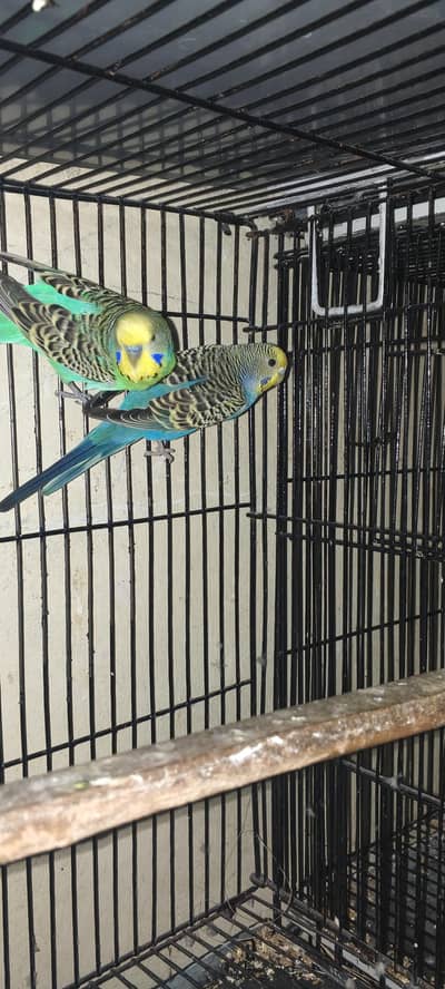 Top quality Exhibition & Split Black Face Budgies. . .