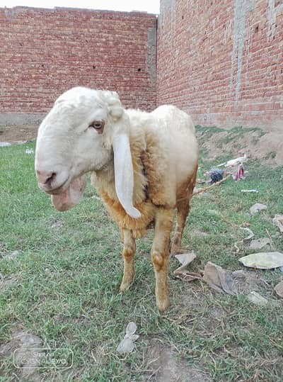 sheep