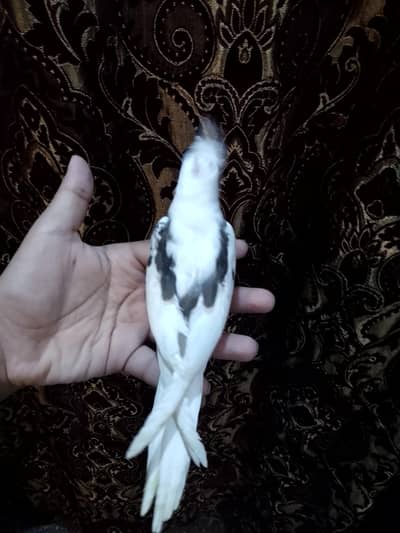 Top quality Eno v pied self chick available