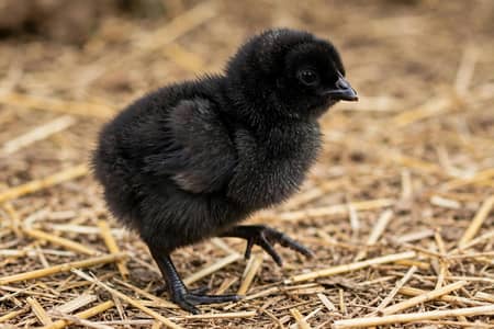 Pure Australorp 1-Day Old Chicks For Sale