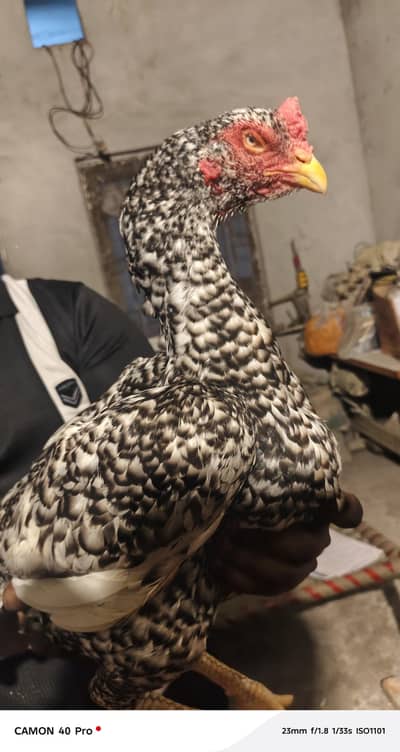 coco  Japanis o Shamo  female