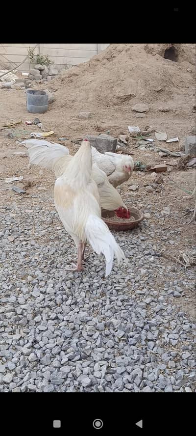white heera 3 male and 1 female for sale