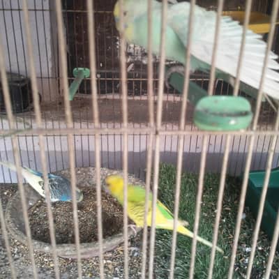 I want to sell my birds urgent with a big cage