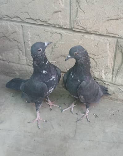black zakh piegons