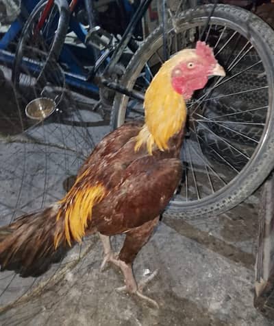 Healthy young male for argent sale