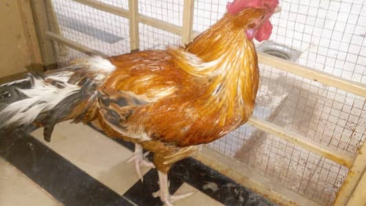 Golden Misri For Sale