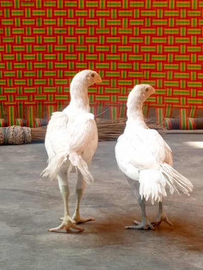 parrots beak aseel chicks