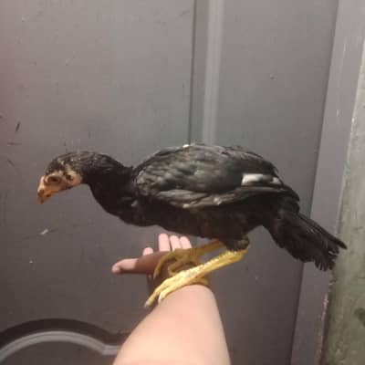 Healthy shamo chicks top class breed.