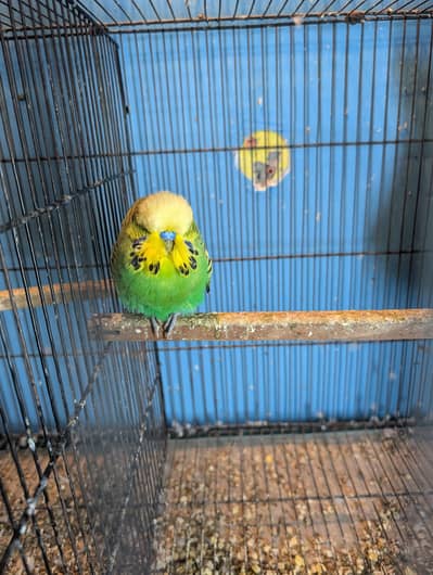Exhibition Birds
