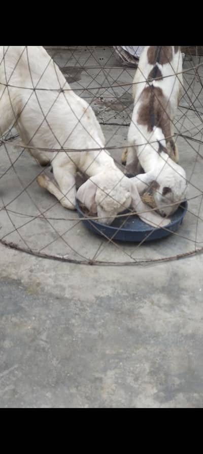 Goat with child