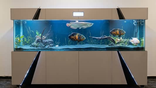 Custom & Ready-Made Aquariums | Rs. 4000 - 500,000 worth Aquariums