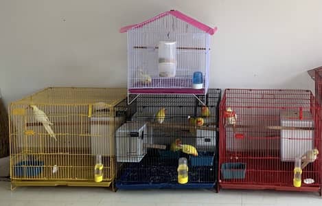 Love birds and cocktails with cages