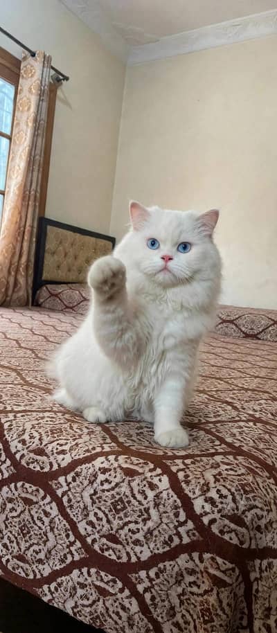 x punch fece biluu ayes Long Cote cat 03181833788wtsp
