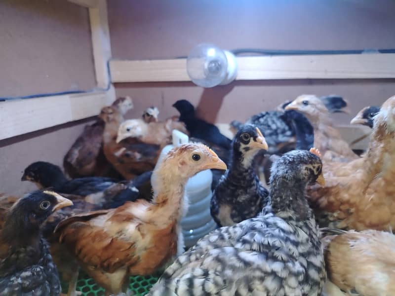 Desi Murgha for sale 0