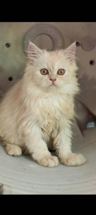 Beautiful Persian Kitten for Sale