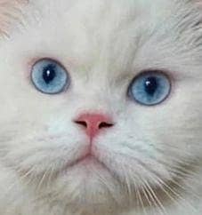 x punch fece Long Cote bilu eyes cat 03181833788