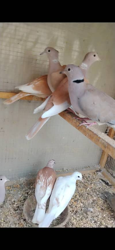 khumry dove Breeder Pair