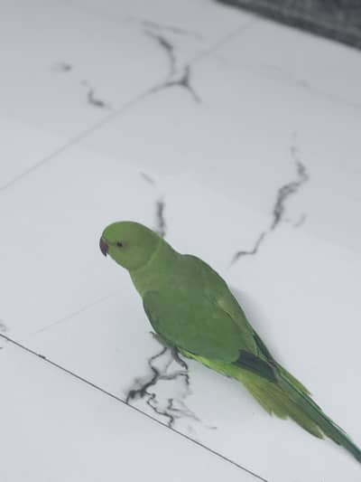 Green parrot