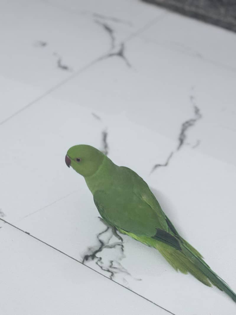 Green parrot 0