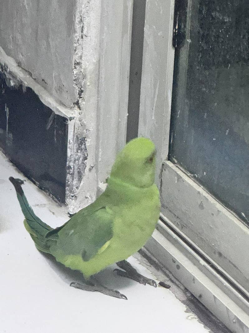 Green parrot 1