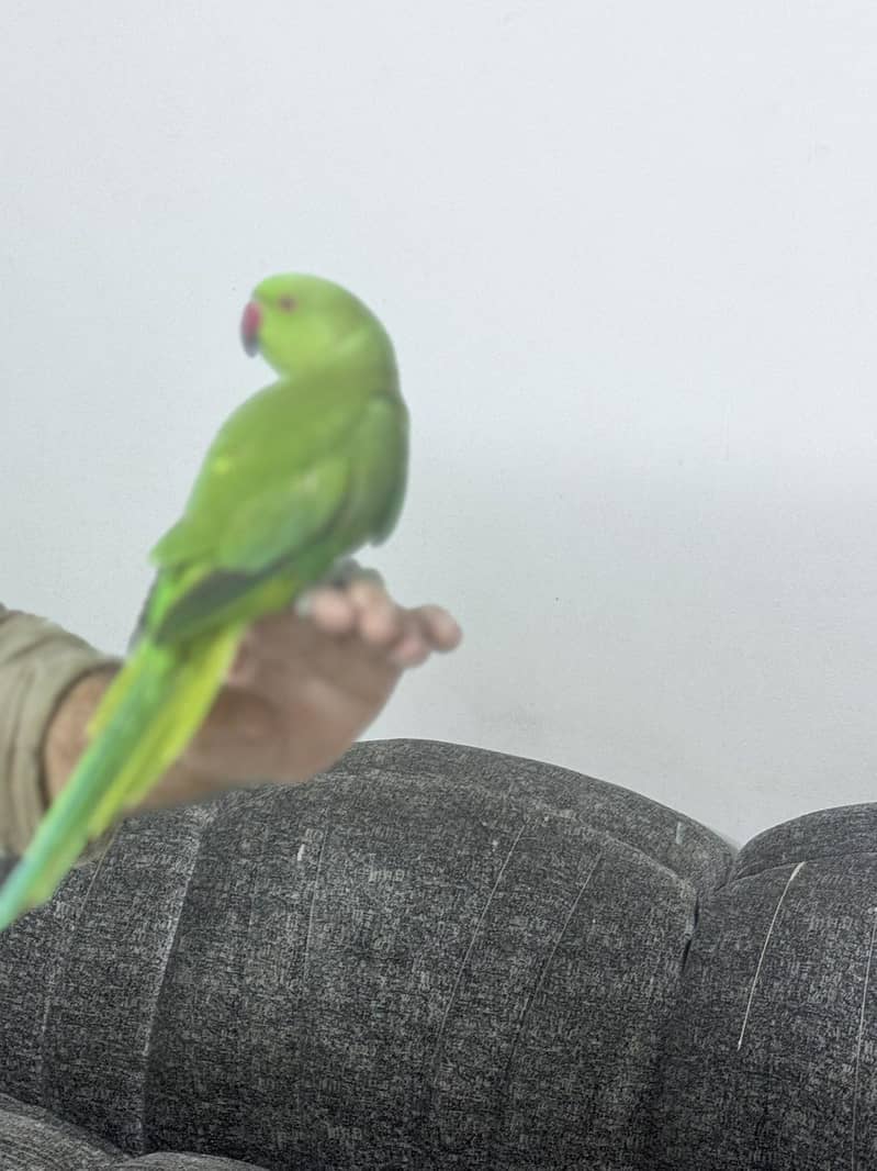 Green parrot 11