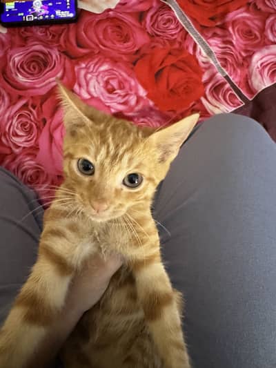 Kittens mixed breed mother is persian