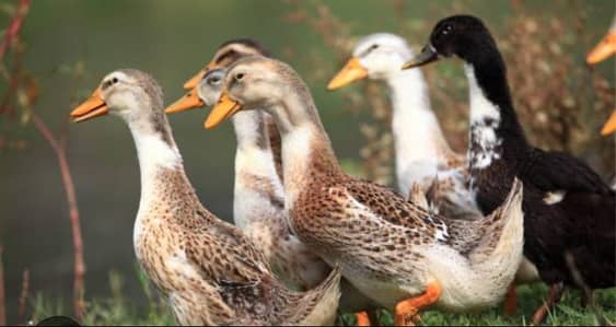 Beautiful 4Female 1 Male duck for sale