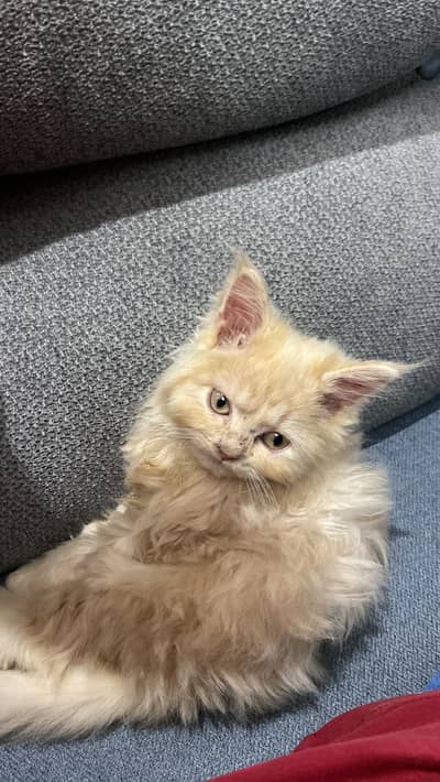 1 month persian kitten healthy triple coat plus for sale
