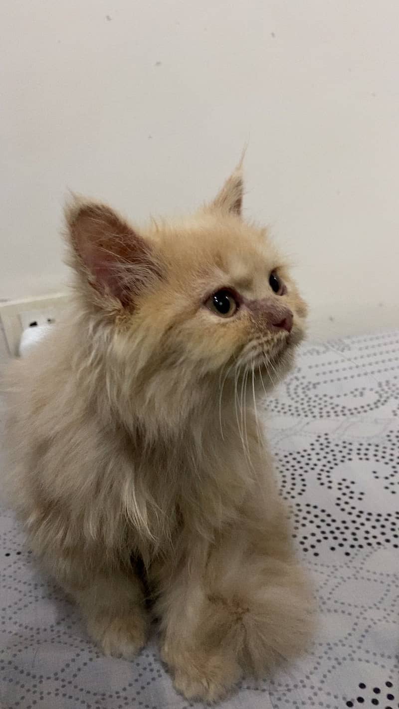 1 month persian kitten healthy triple coat plus for sale - Cats ...