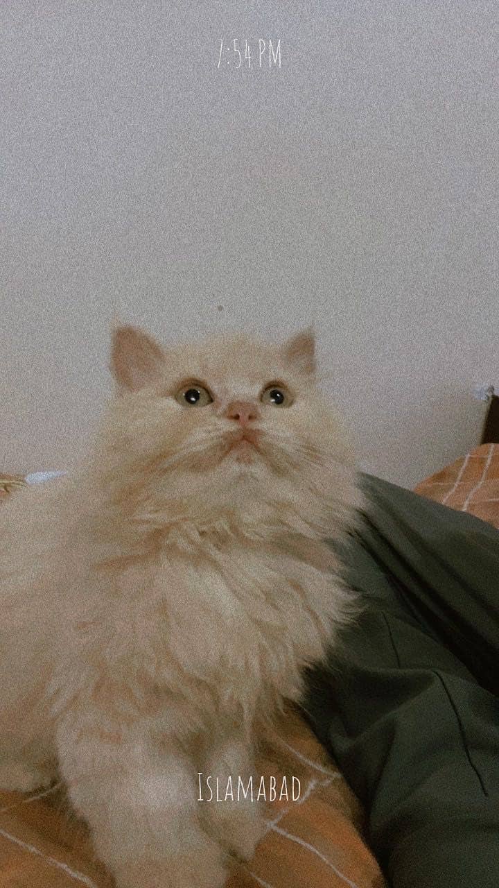1 month persian kitten healthy triple coat plus for sale - Cats ...
