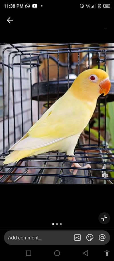 1 crimino ki female confirm breeder or 3 rozicoli crimino red eye ke