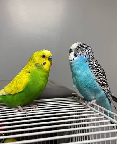 Australian budgie pair ready for breading