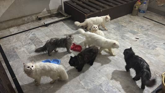 Persian cat for sale