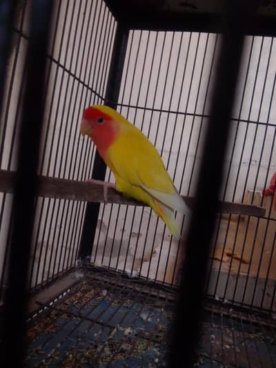 breeder female lutino for sale