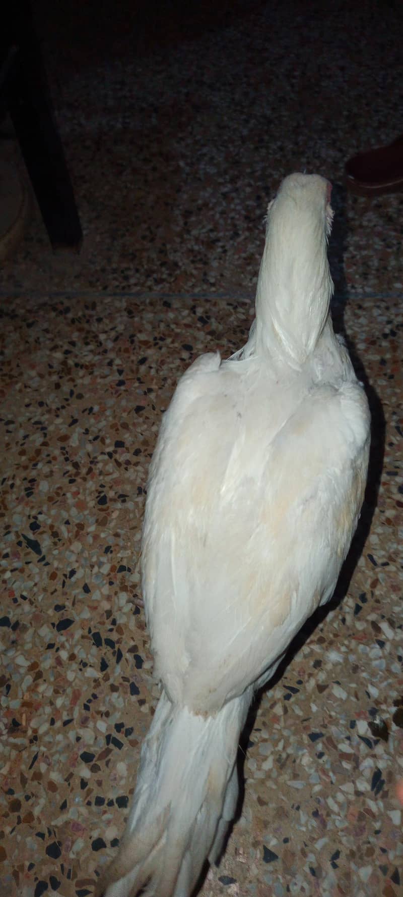 aseel 0