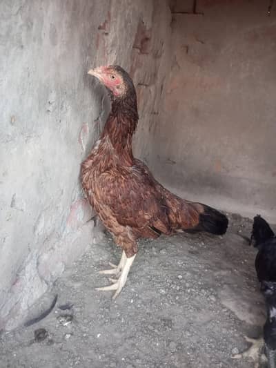very good quality mianwali aseel hen choras nali