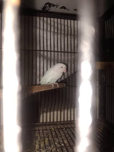 breeder female  albino for sale