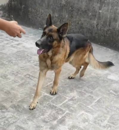Black and ten Garmen Shefat Hugh size Male